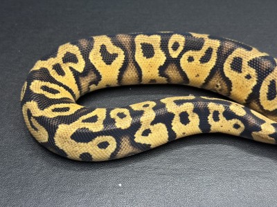 animal image
