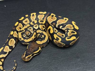 animal image