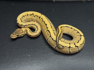 animal image