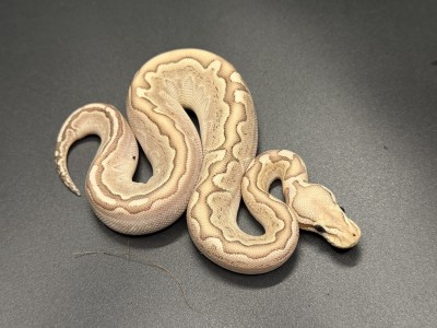 animal image