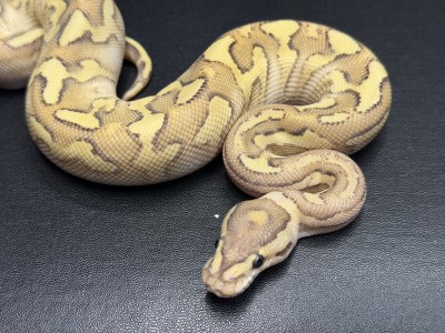 animal image