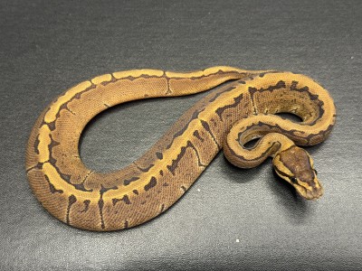 animal image