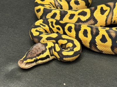 animal image