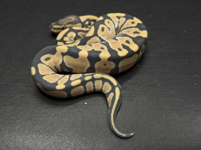 animal image