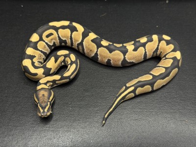 animal image