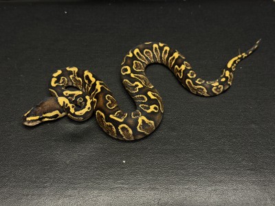 animal image