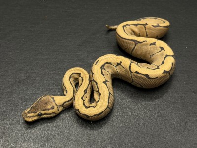 animal image