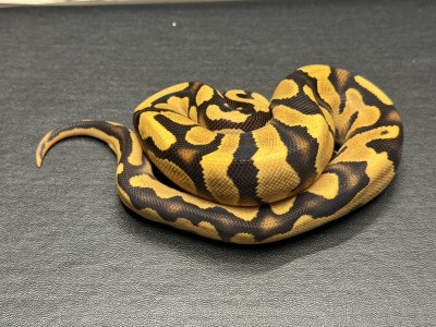 animal image