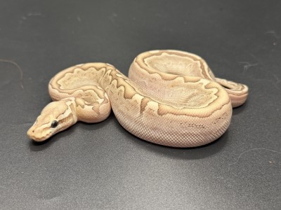 animal image