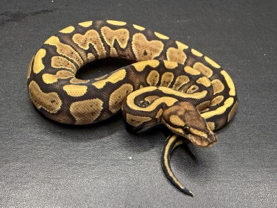 animal image