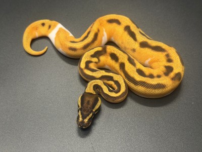 animal image