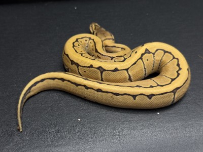 animal image