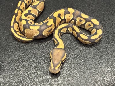 animal image