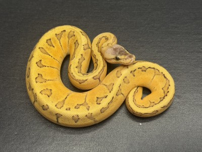 animal image