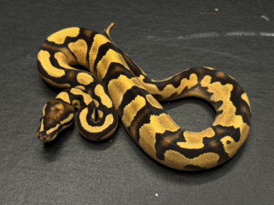 animal image