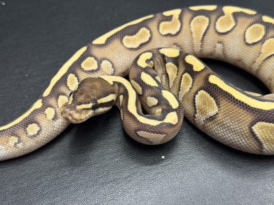 animal image