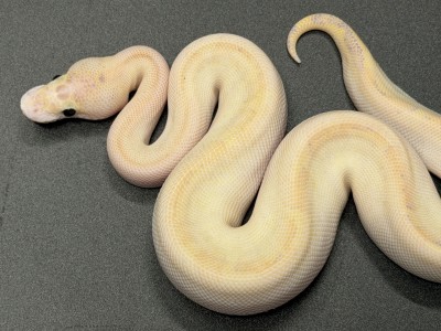 animal image
