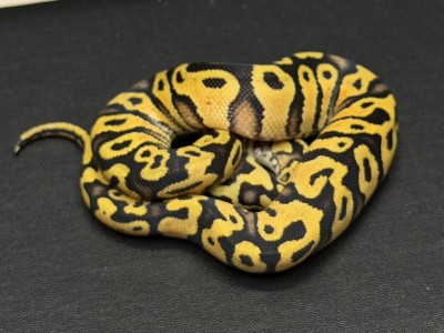 animal image