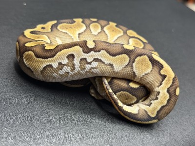 animal image