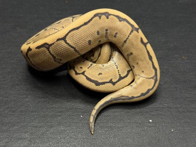 animal image