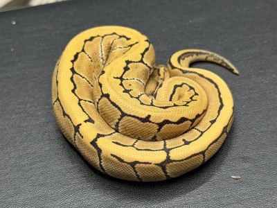 animal image