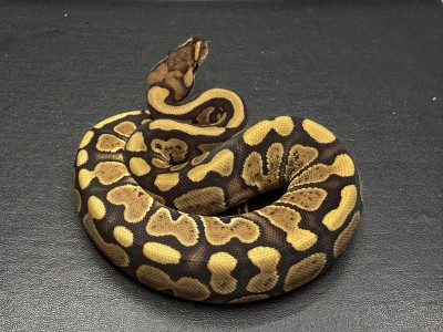 animal image