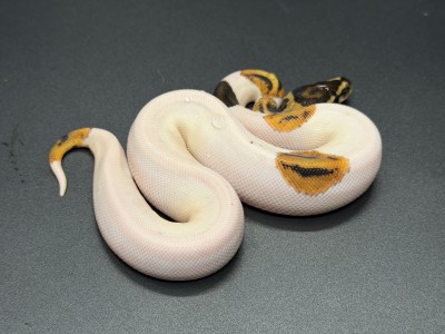 animal image