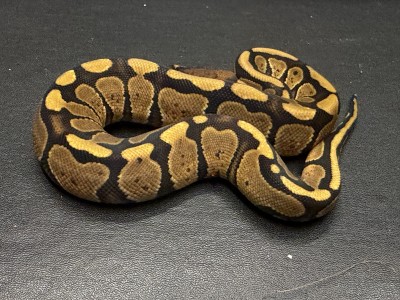 animal image