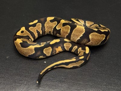 animal image