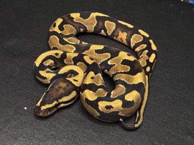 animal image