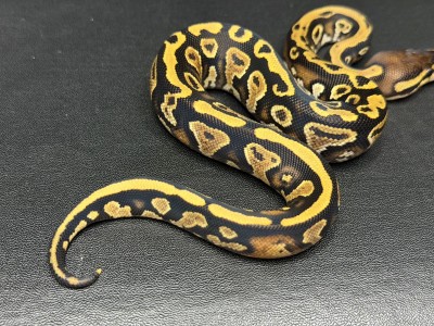 animal image