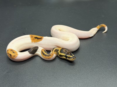 animal image