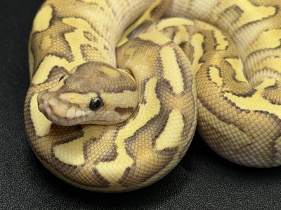 animal image