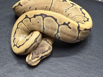 animal image