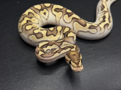 animal image