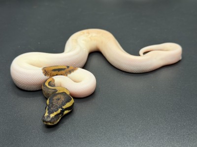 animal image