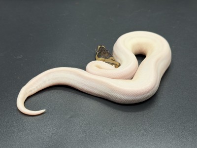 animal image