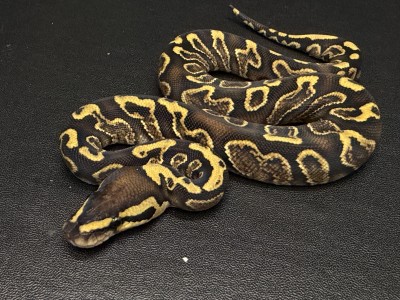 animal image
