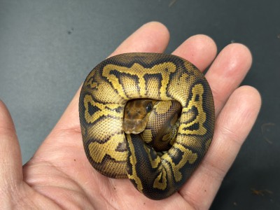 animal image