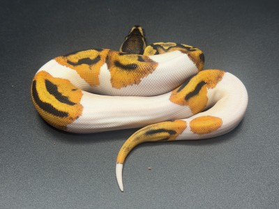 animal image