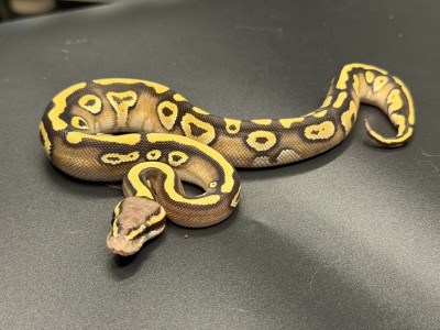 animal image