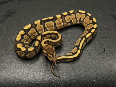 animal image