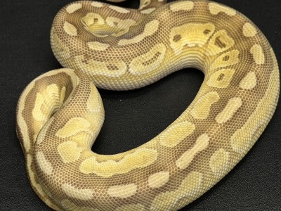 animal image