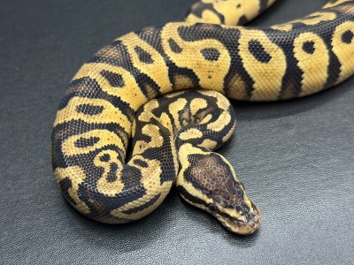 animal image