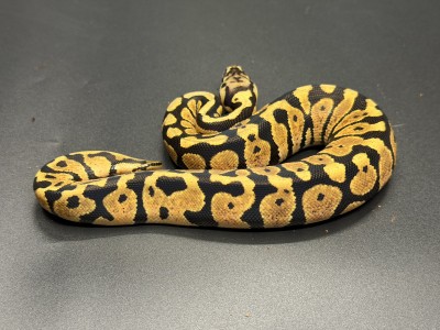 animal image