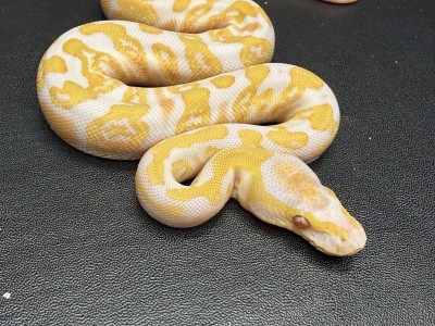 animal image