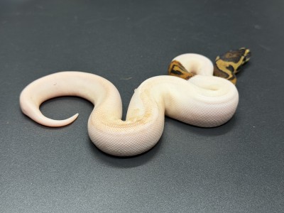 animal image
