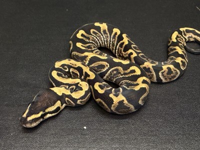 animal image