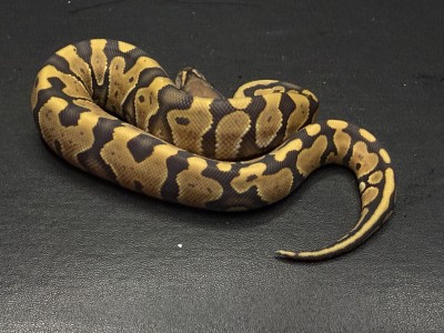 animal image