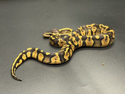 animal image